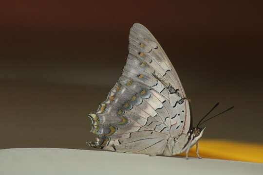 Imagem de Charaxes solon Fabricius 1793