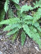 Plancia ëd Polystichum californicum (D. C. Eat.) Diels