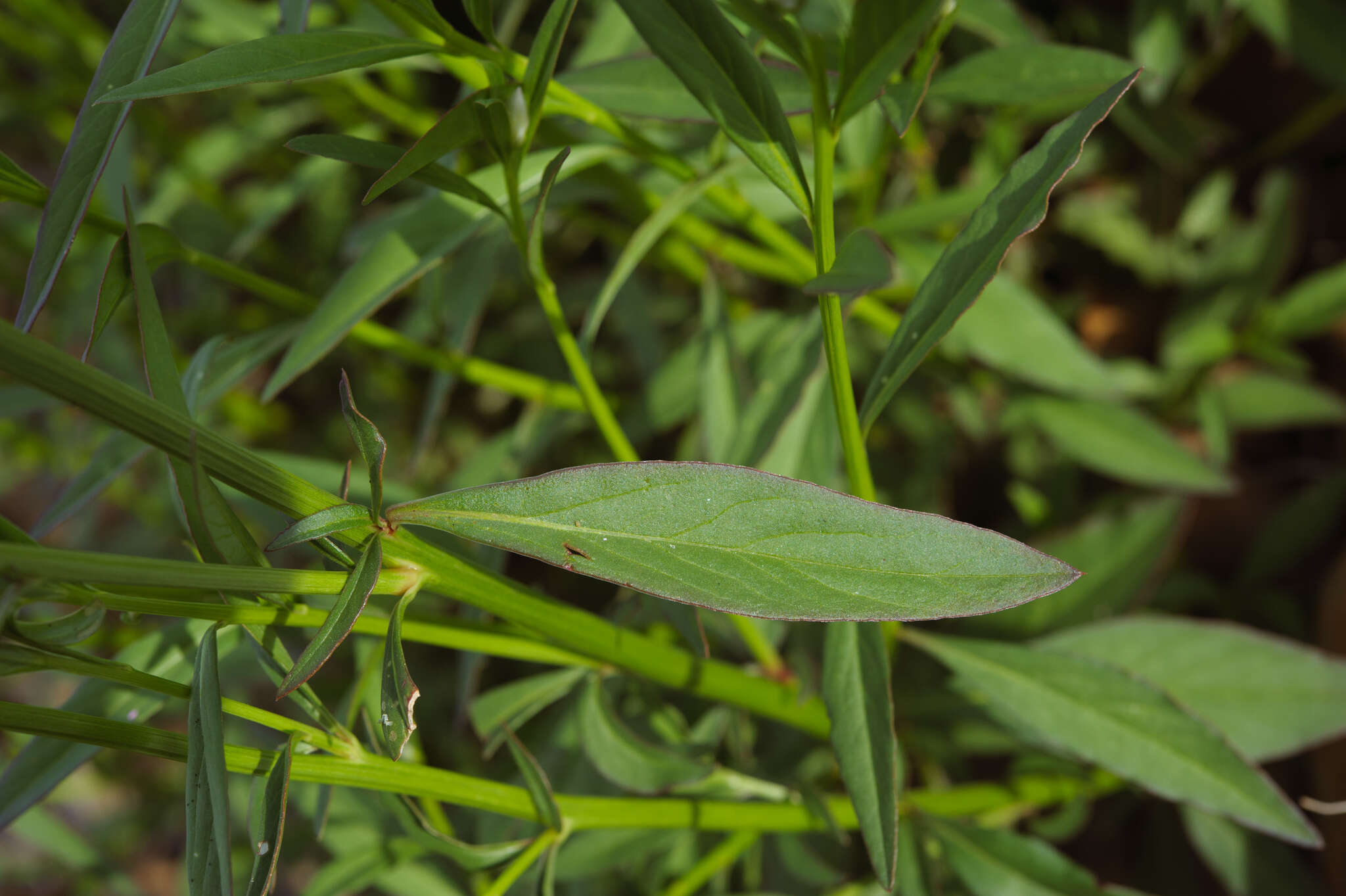 Imagem de Celosia argentea L.