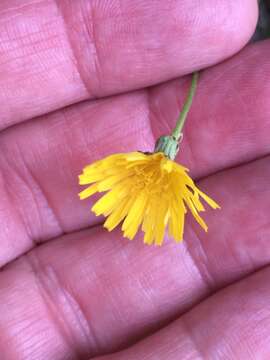 صورة Crepis leontodontoides All.