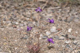 Image of Consolida arenaria A. Carlström