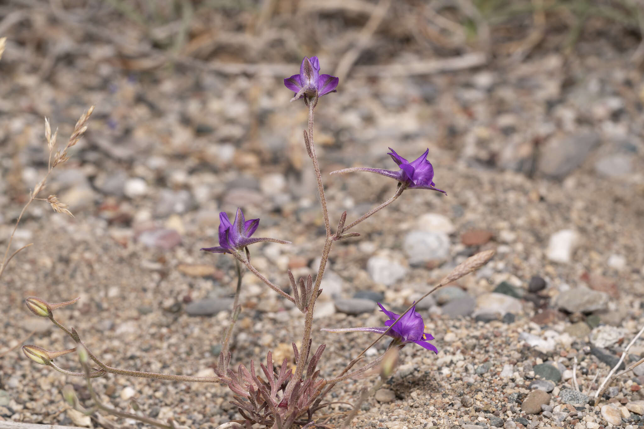 Image of Consolida arenaria A. Carlström