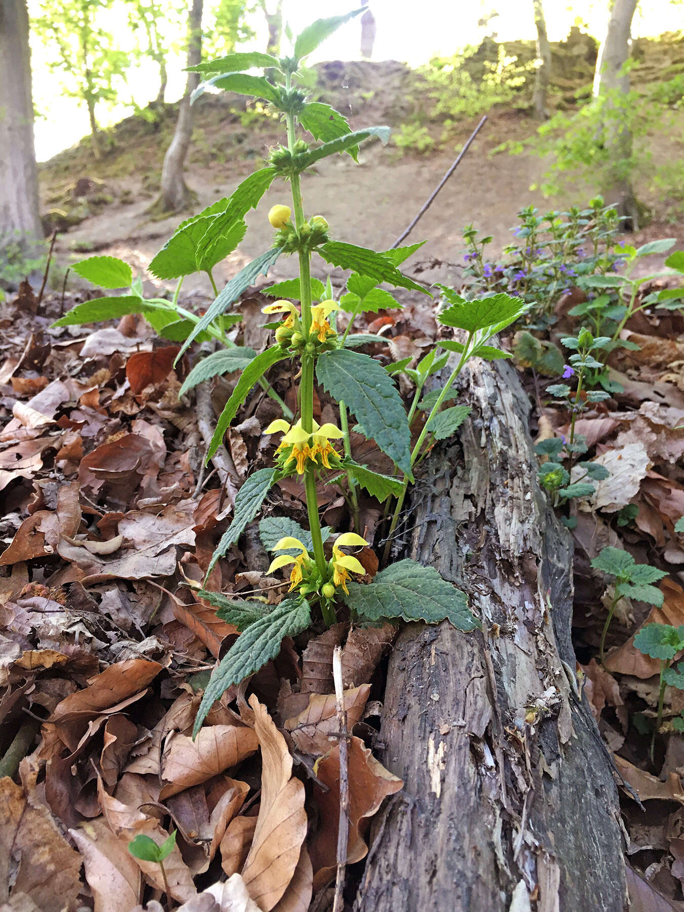 Lamium galeobdolon subsp. montanum (Pers.) Hayek的圖片