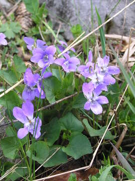 Image of common dog-violet