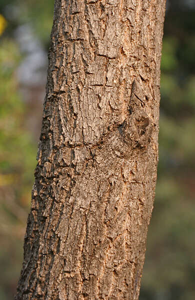 Image of Caribbean trumpet tree