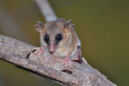 Image of Agricola's Gracile Opossum