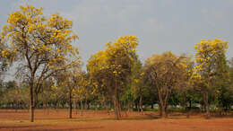 Image of Caribbean trumpet tree