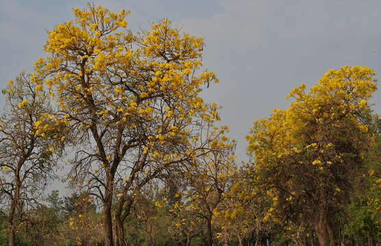 Image of Caribbean trumpet tree