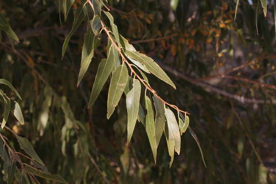 Image of Goodding's willow