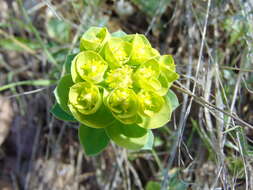 Image of myrtle spurge