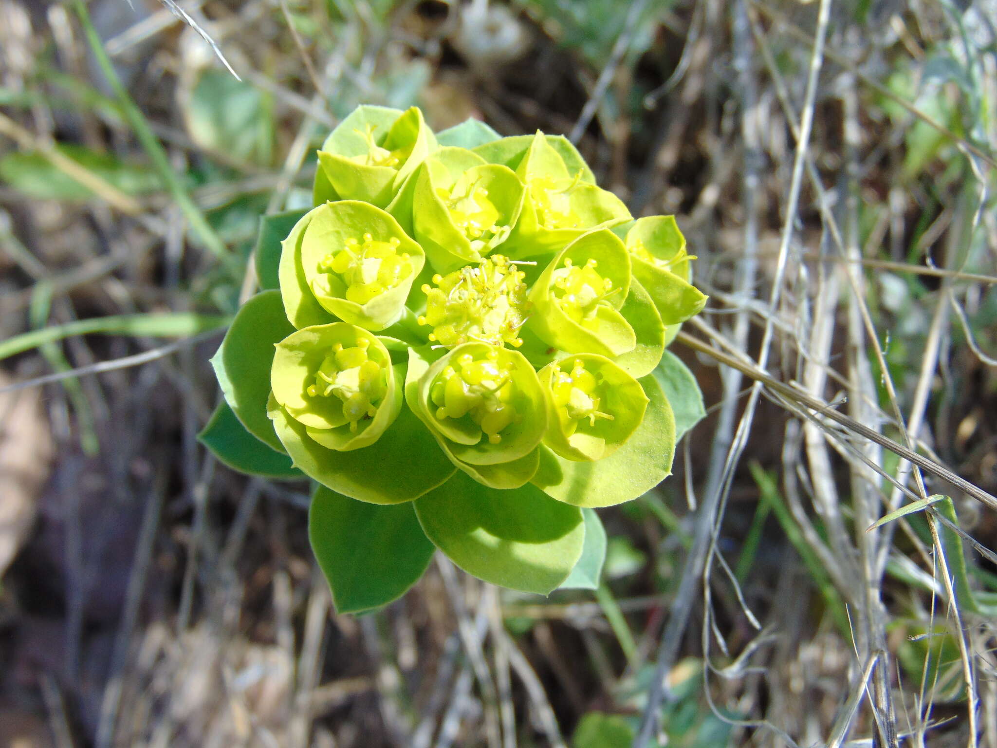 Image of myrtle spurge
