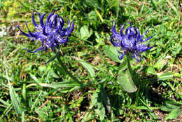 Image of Round-headed Rampion