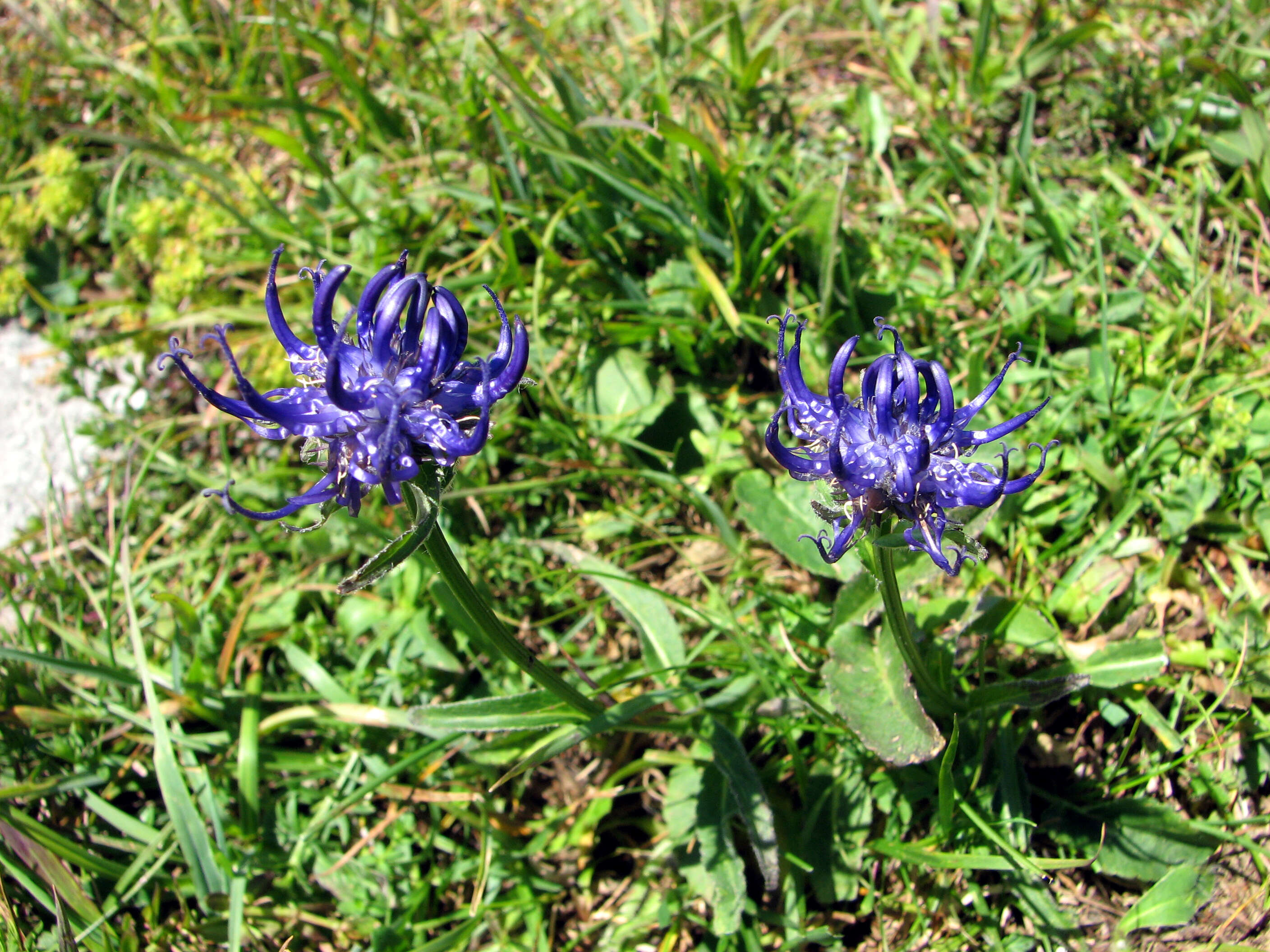 Image of Round-headed Rampion