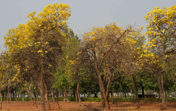 Image of Caribbean trumpet tree