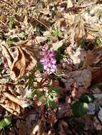 Слика од Corydalis cava (L.) Schweigger & Koerte