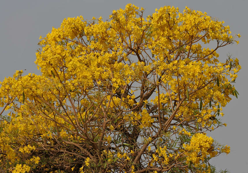 Image of Caribbean trumpet tree