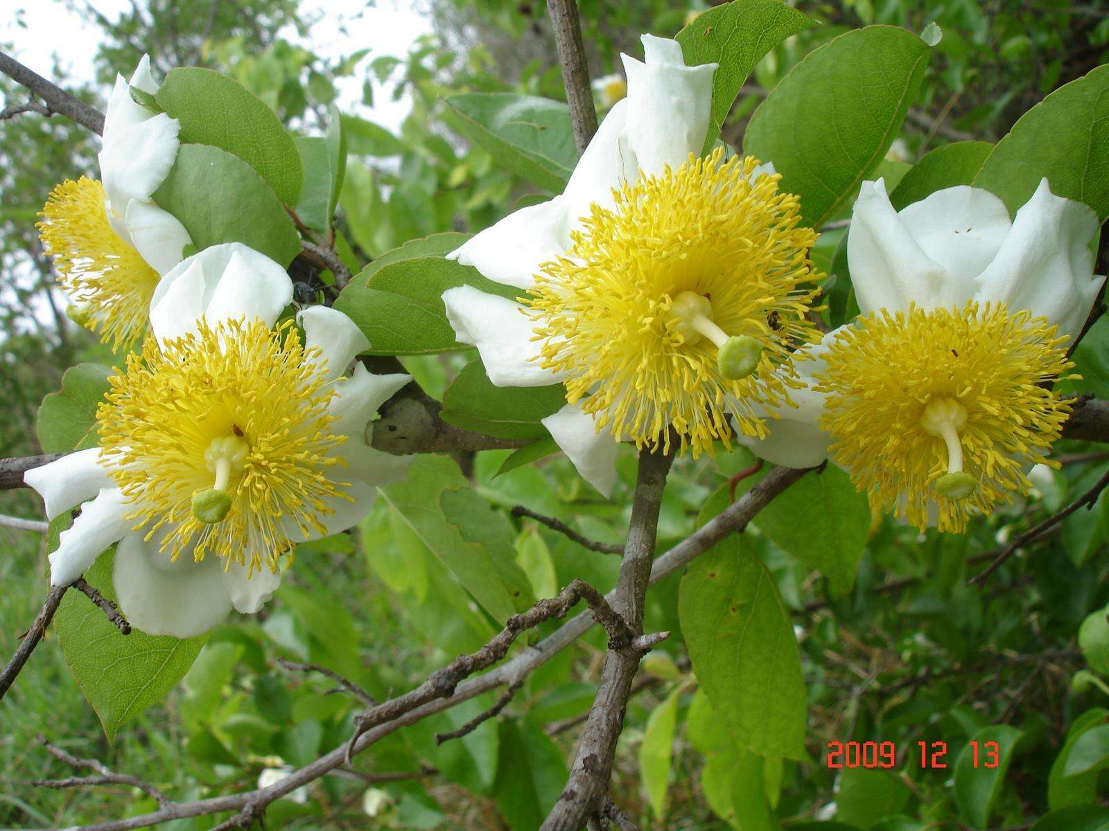 Image de Oncoba spinosa Forsk.