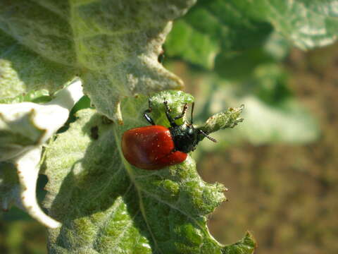 Image of Chrysomela populi