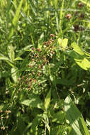 Image of Blunt-flowered Rush