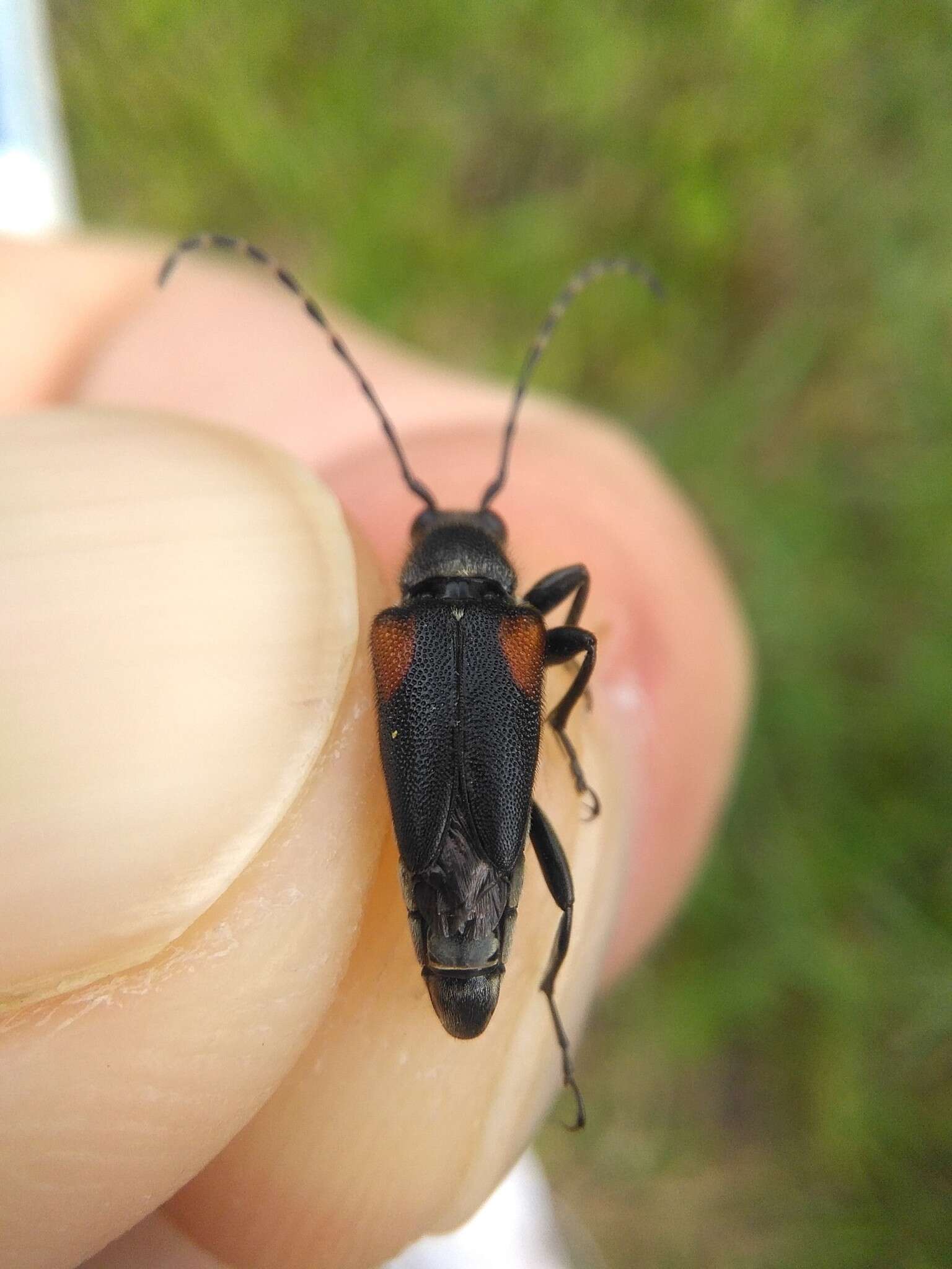 Image of Brachyleptura vagans (Olivier 1795)