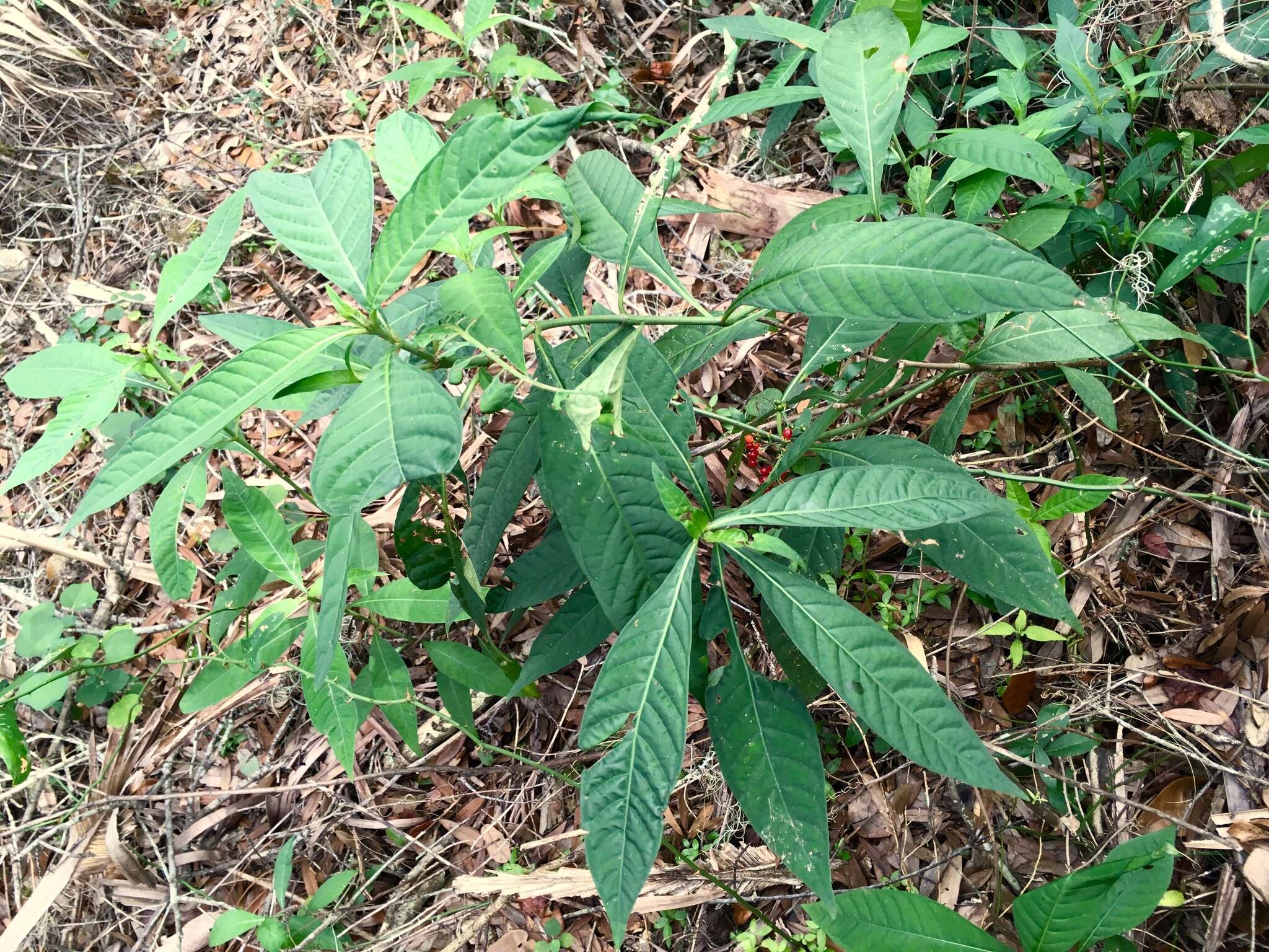 Image of shortleaf wild coffee