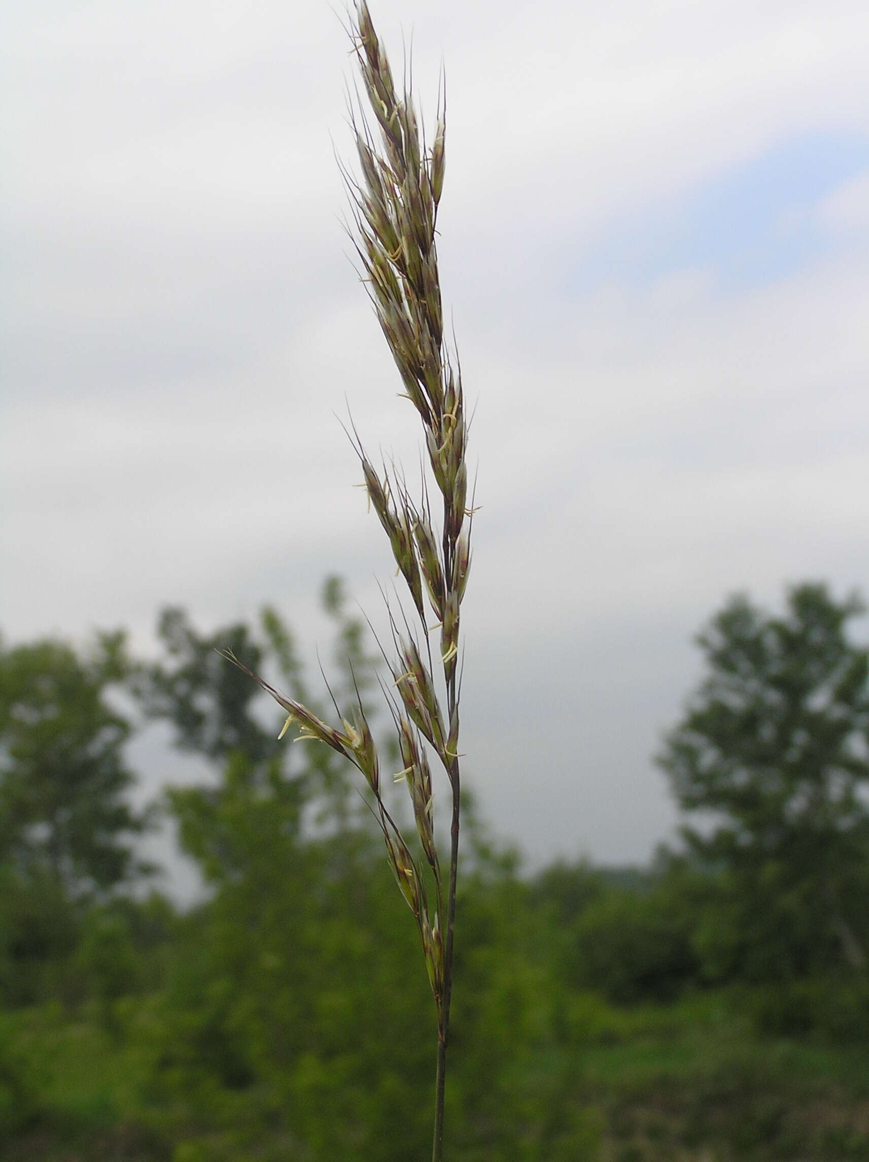 Image of oatgrass