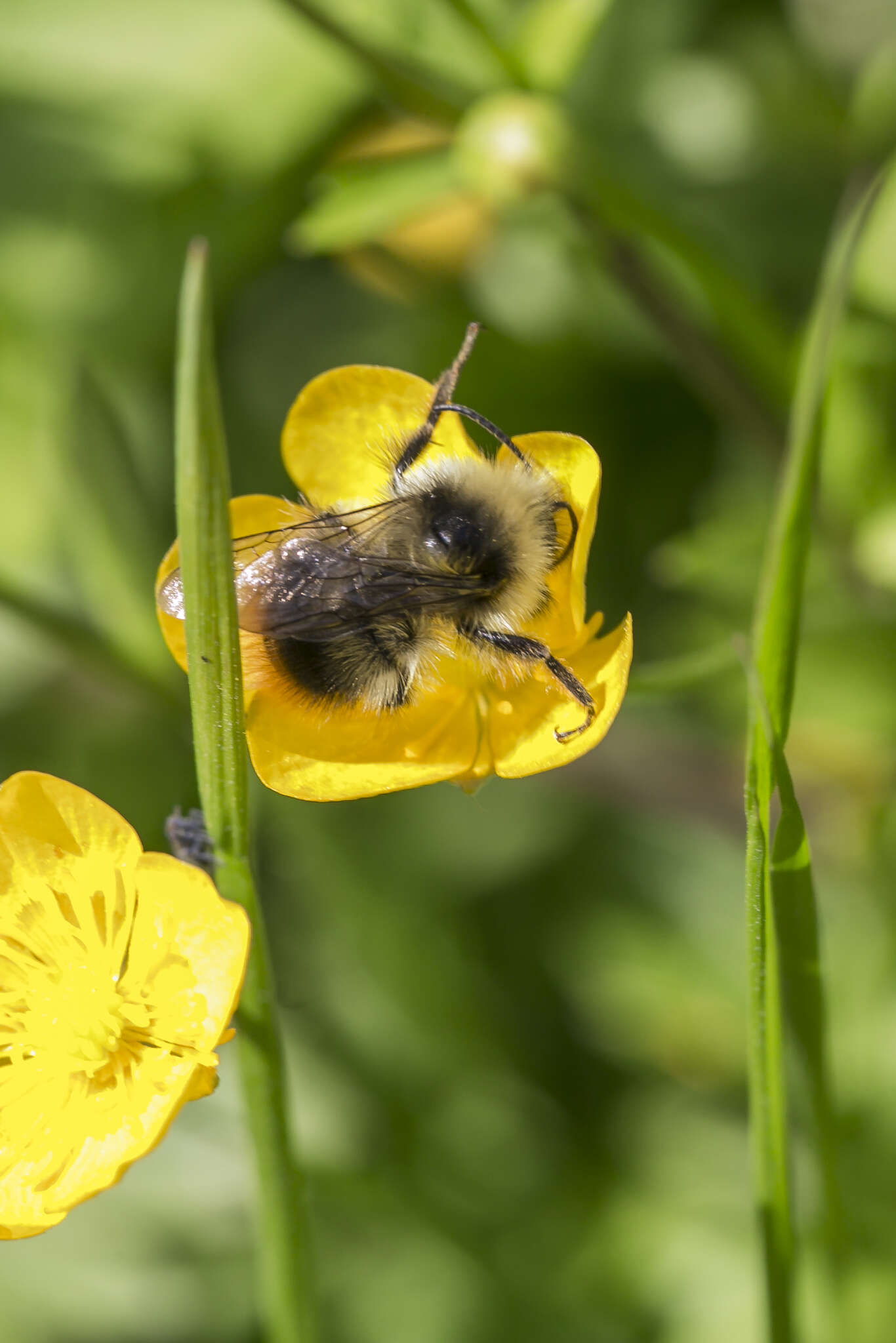 Image of Bombus pyrenaeus Pérez 1879