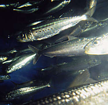 Image of Sardinops