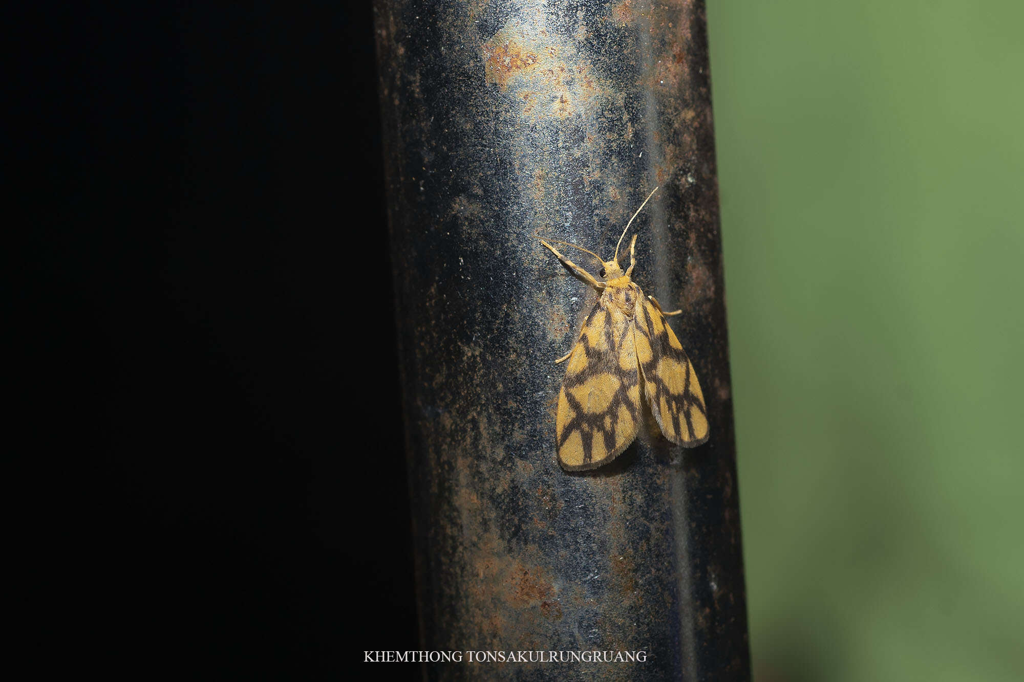 Слика од Asura toxodes Hampson 1907