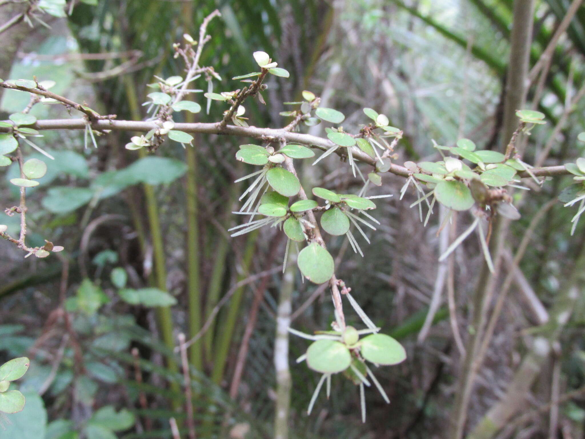 صورة Coprosma tenuicaulis Hook. fil.