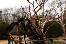 Image of Crape myrtle