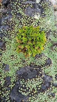 Image of Caltha novae-zelandiae Hook. fil.