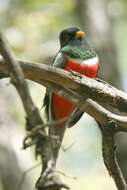 Plancia ëd Trogon elegans Gould 1834