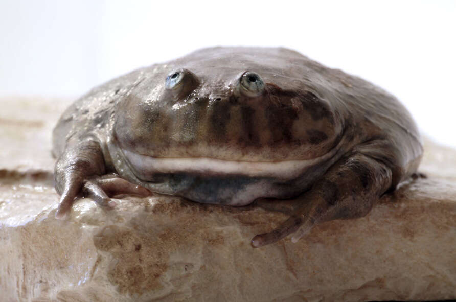 Image of Budgett's frog