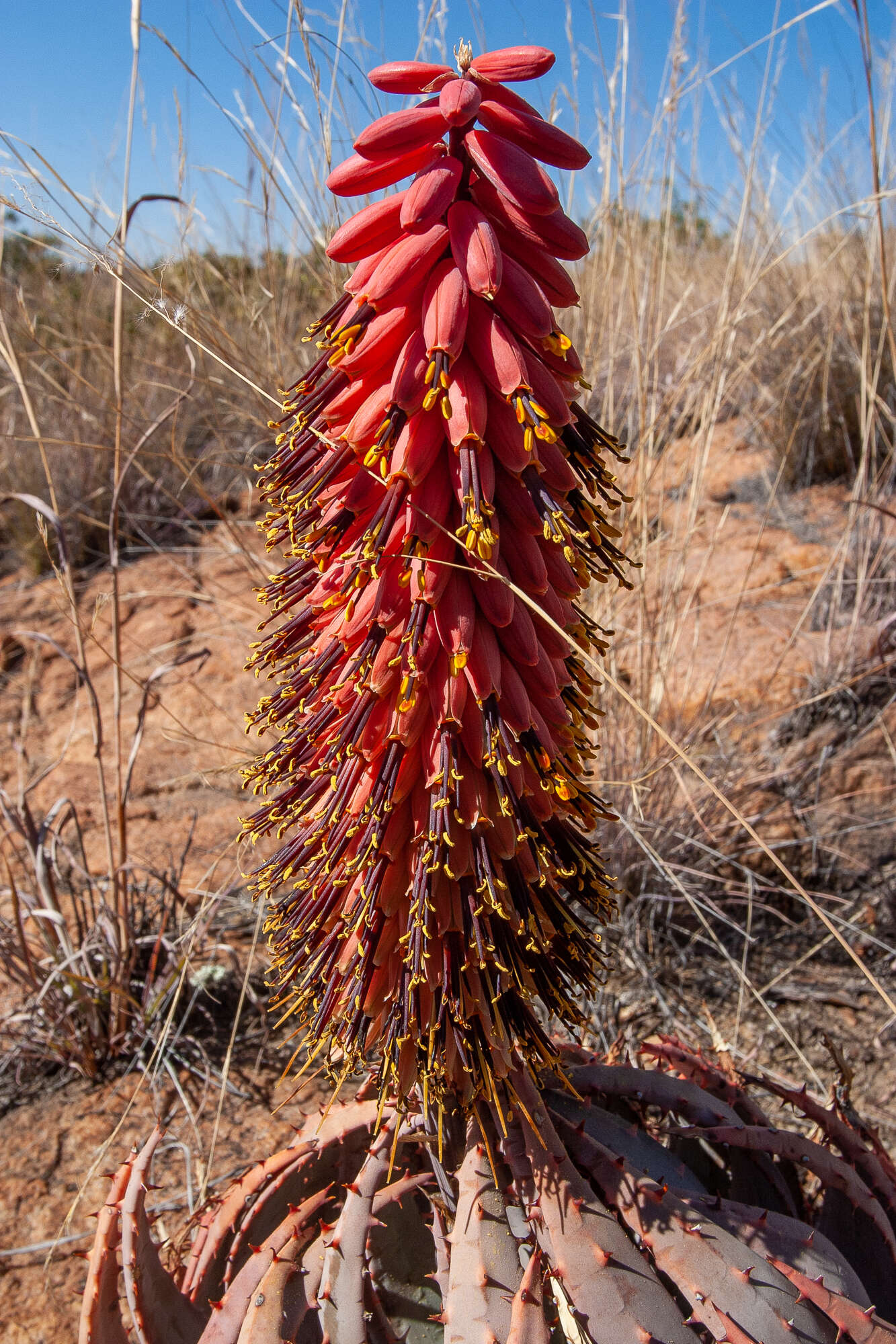 Image of Magalies aloe