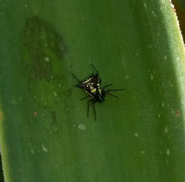 Image of Micrathena schenkeli Mello-Leitão 1939