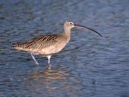 Image of Long-billed Curlew