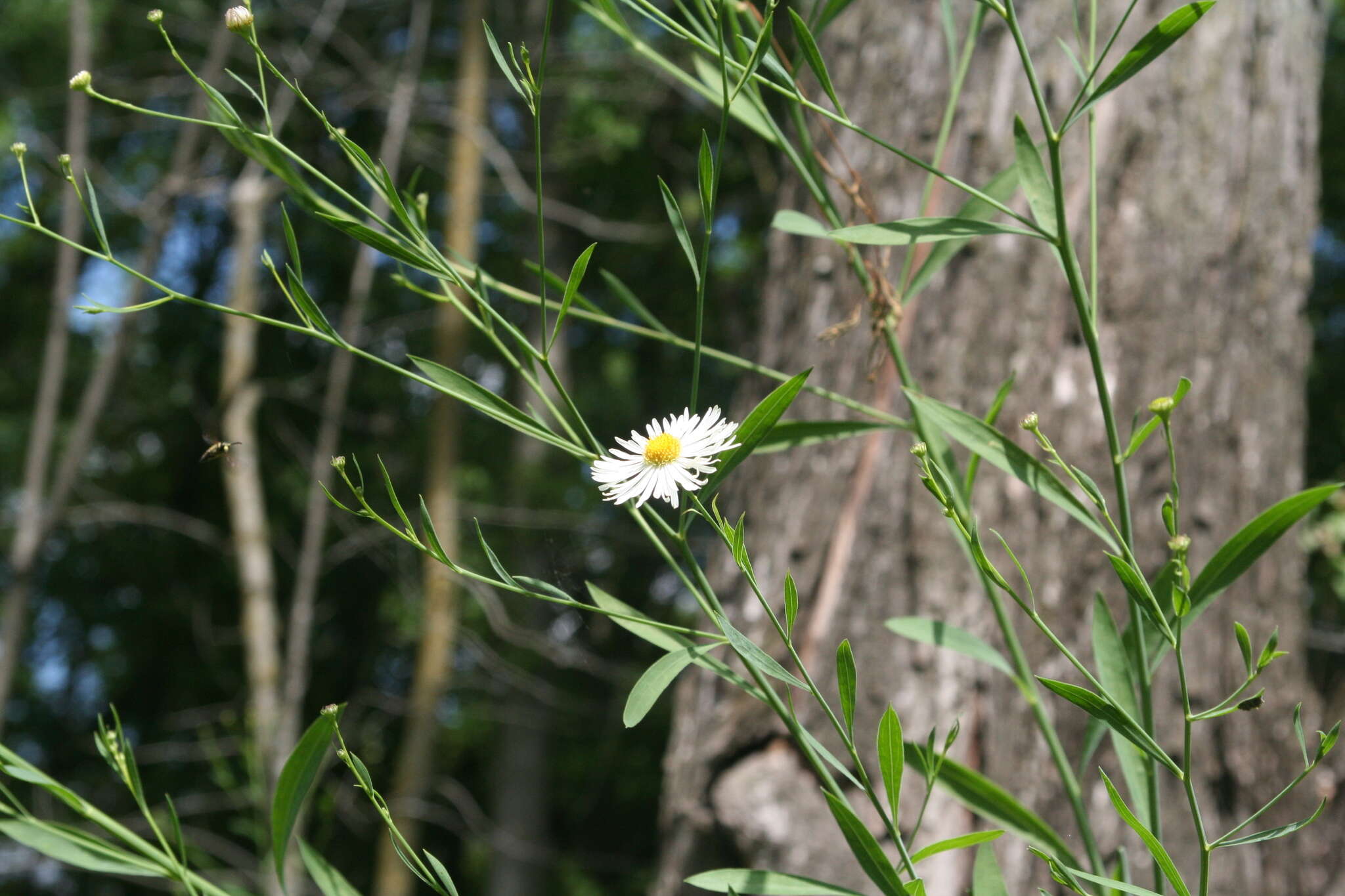 Plancia ëd Boltonia asteroides (L.) L'Hér.