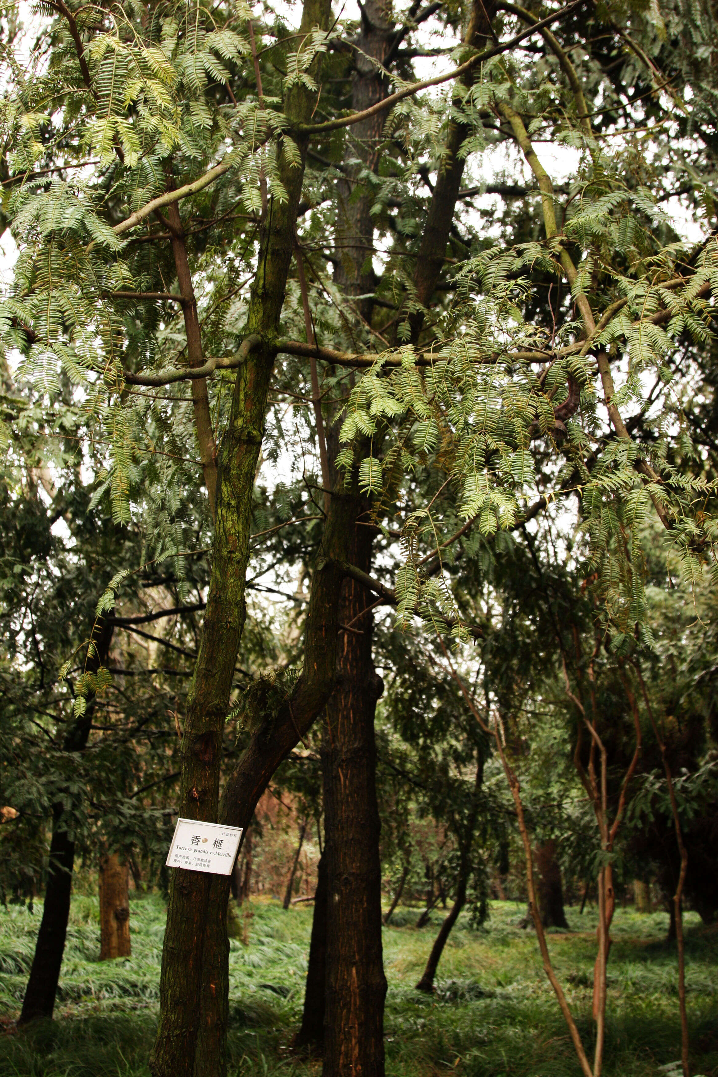 Image of Chinese Nutmeg Tree