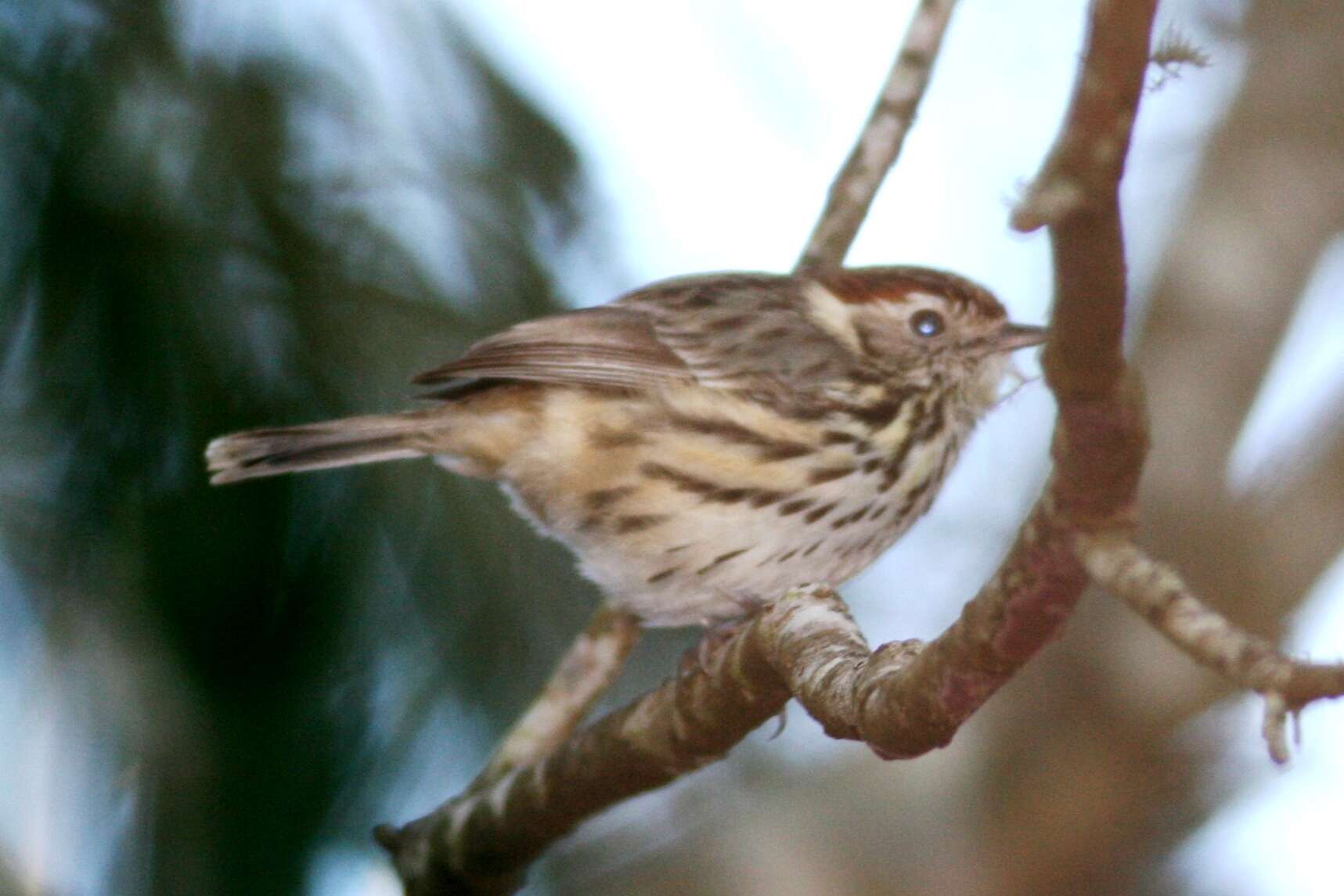 Image of Speckled Warbler