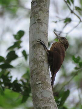 Image of Elegant Woodcreeper