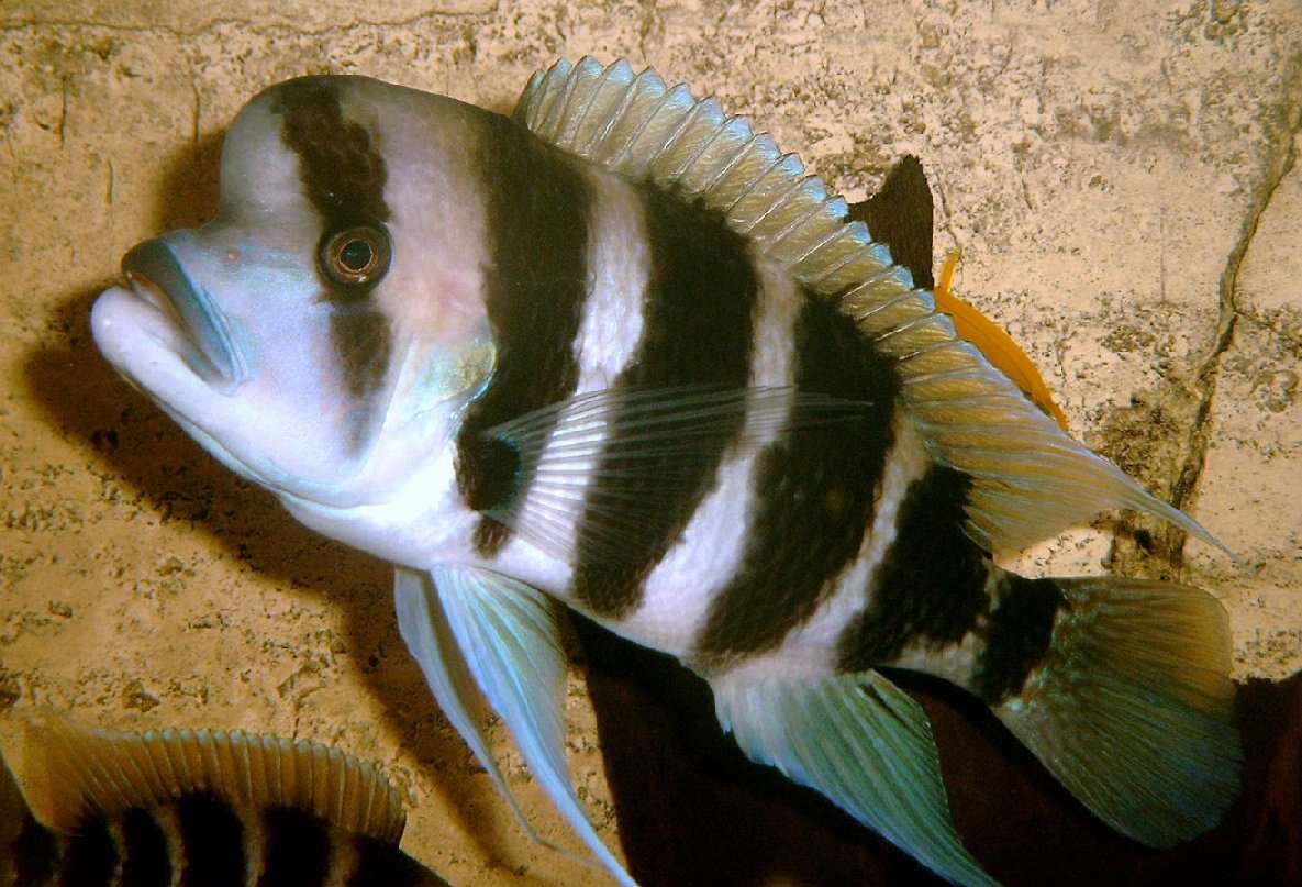 Cyphotilapia resmi