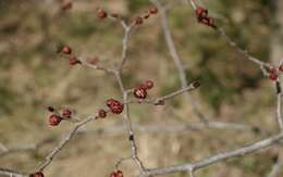 Image of Wych elm