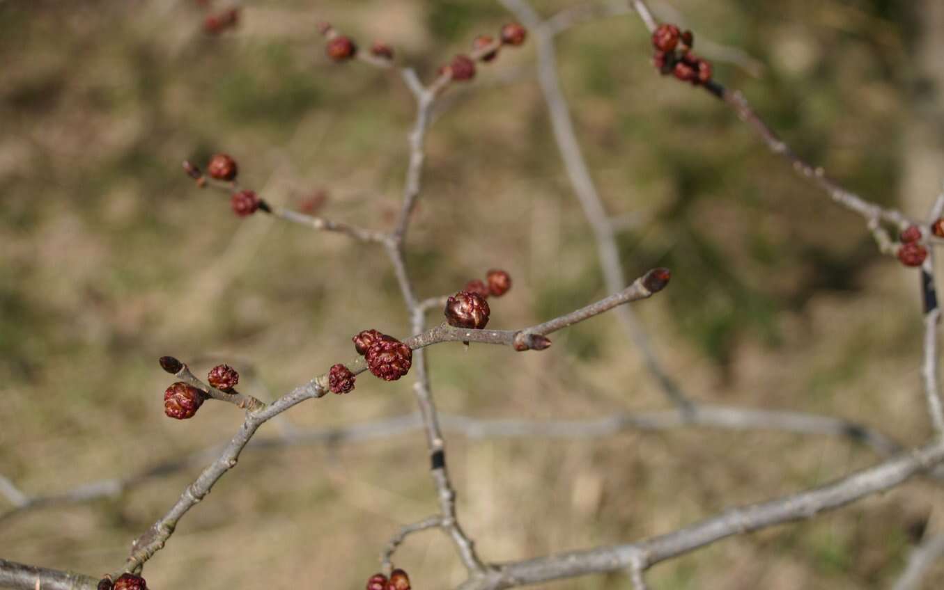 Image of Wych elm