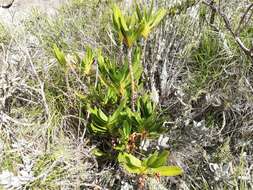 Image of Angraecum sororium Schltr.