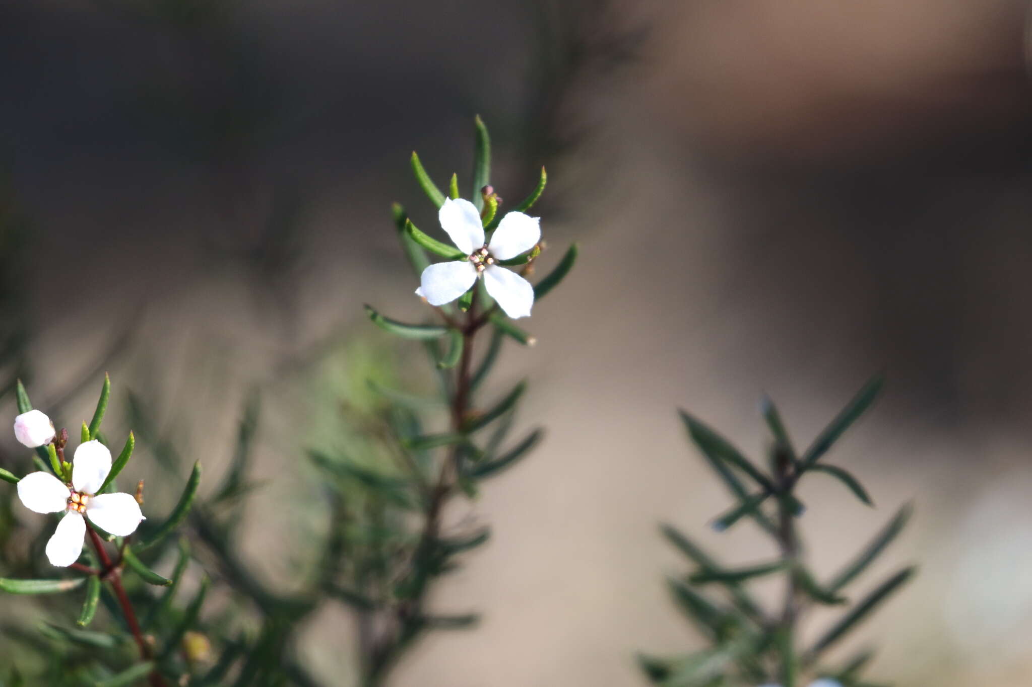 Image of Zieria laevigata Bonpl.