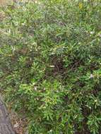 Image of Boronia foetida M. F. Duretto