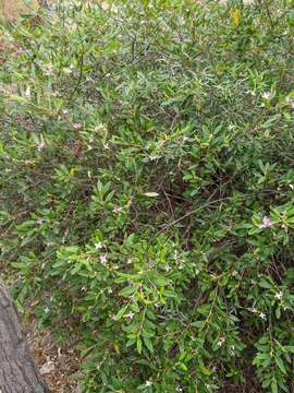 Image of Boronia foetida M. F. Duretto