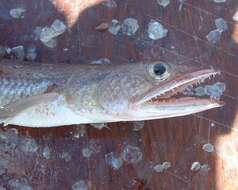 Image of Iguana lizardfish