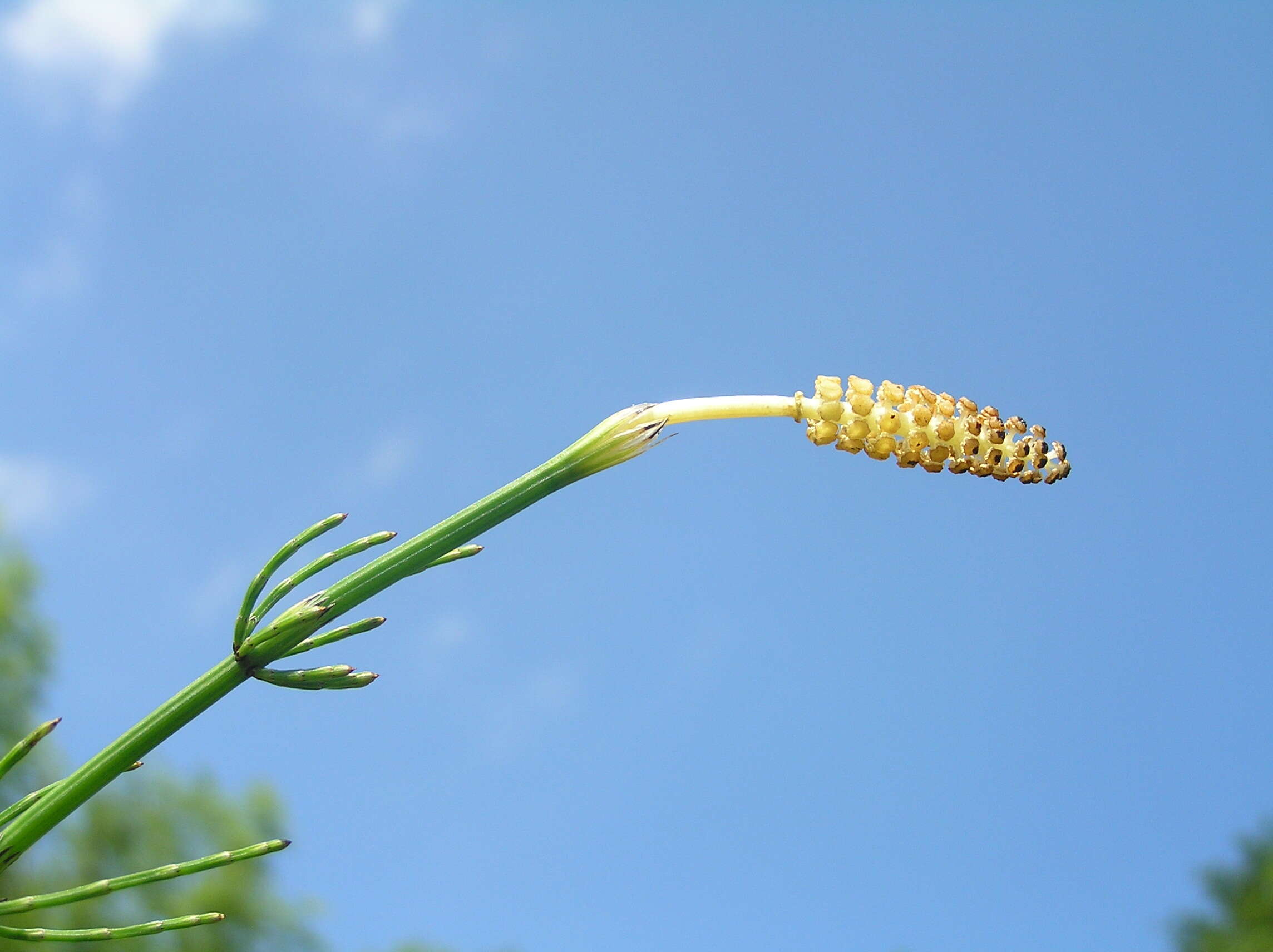 Image of Marsh Horsetail